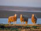 Sheep (ram). Sheep farming is still of great economic importance to the Falkland Islands. Art Print
